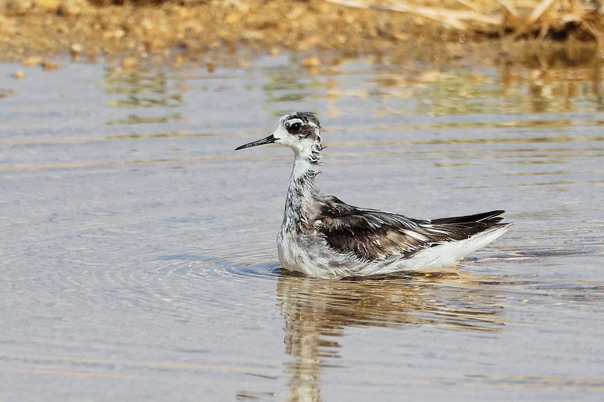 Phalarope à bec étroit - ML645267736