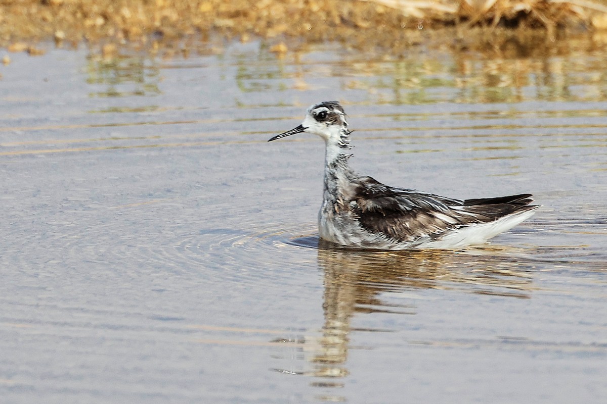 Phalarope à bec étroit - ML645267737