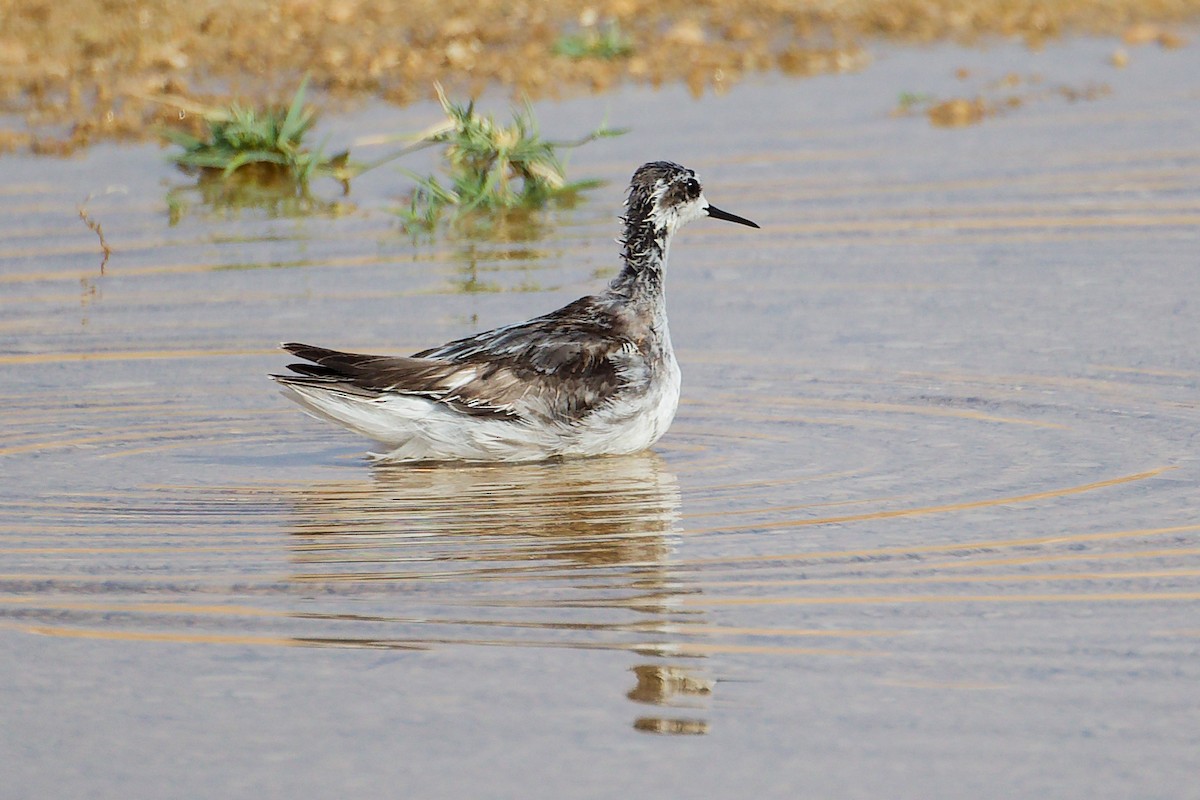 Phalarope à bec étroit - ML645267738