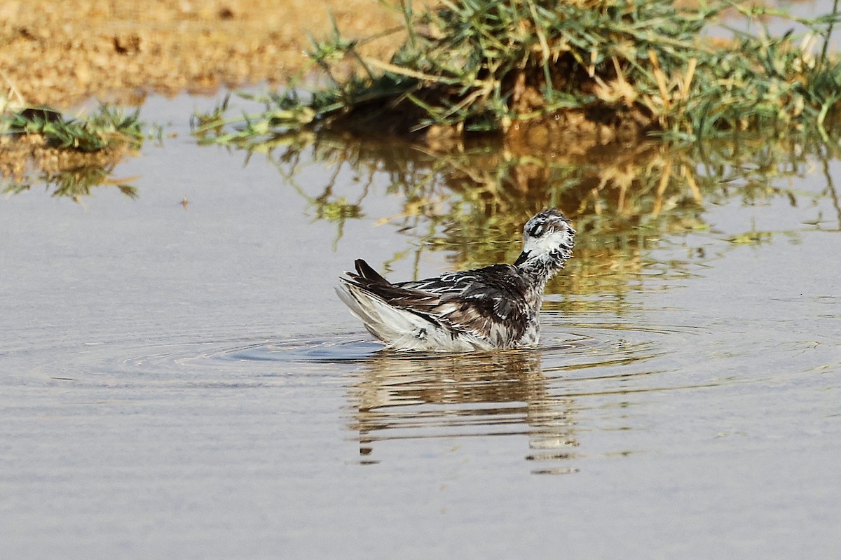 Phalarope à bec étroit - ML645267739