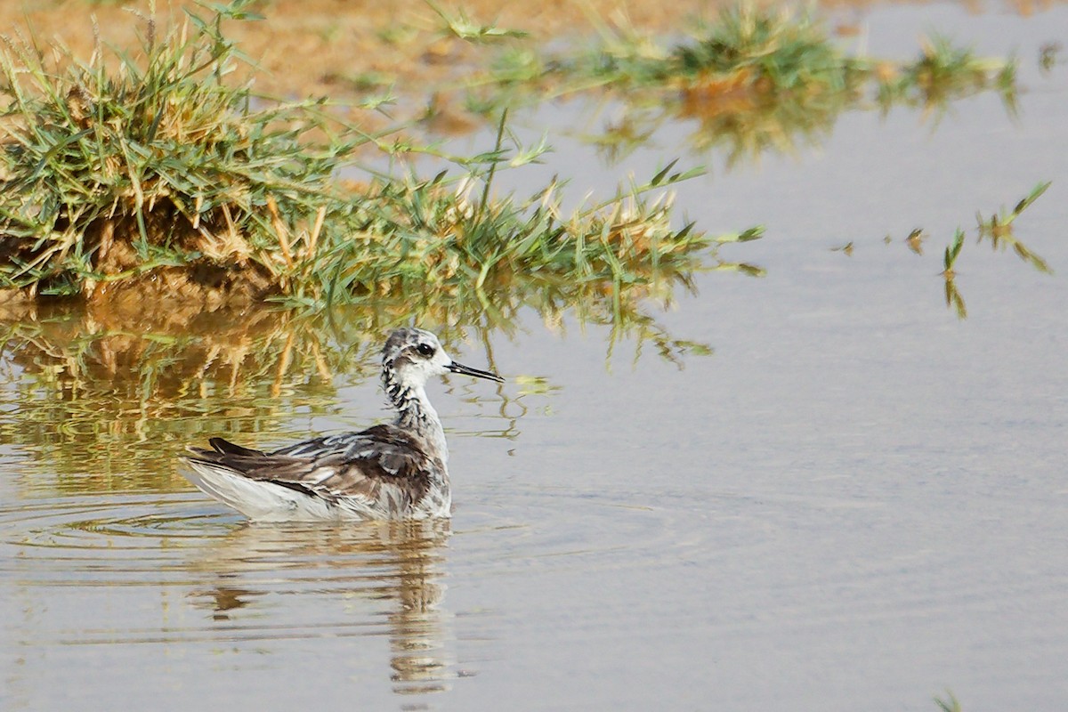 Phalarope à bec étroit - ML645267740