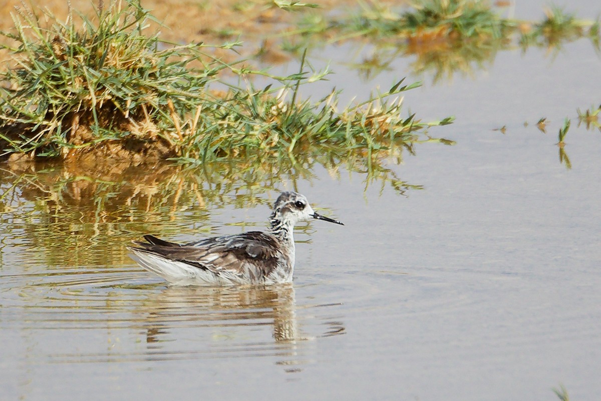 Phalarope à bec étroit - ML645267741