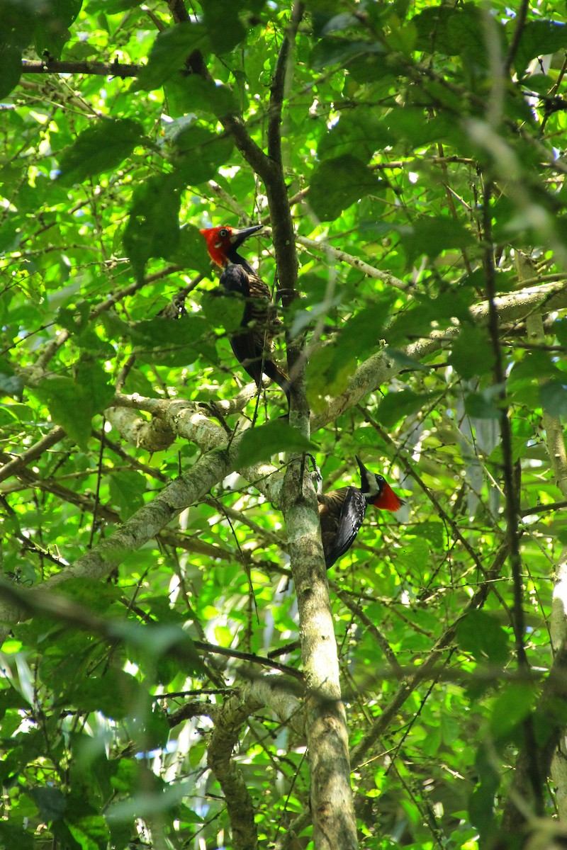 Pic de Malherbe - ML645267742