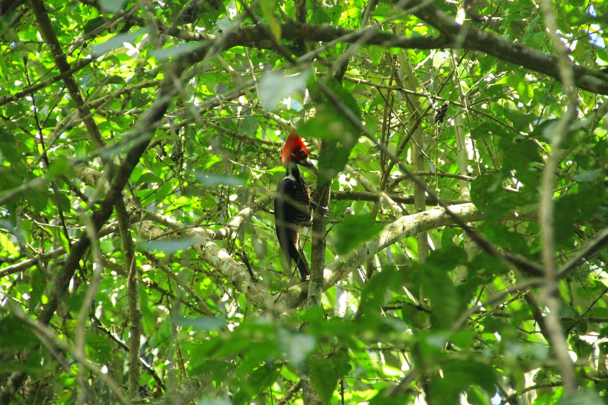 Pic de Malherbe - ML645267743