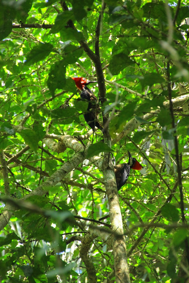 Pic de Malherbe - ML645267744