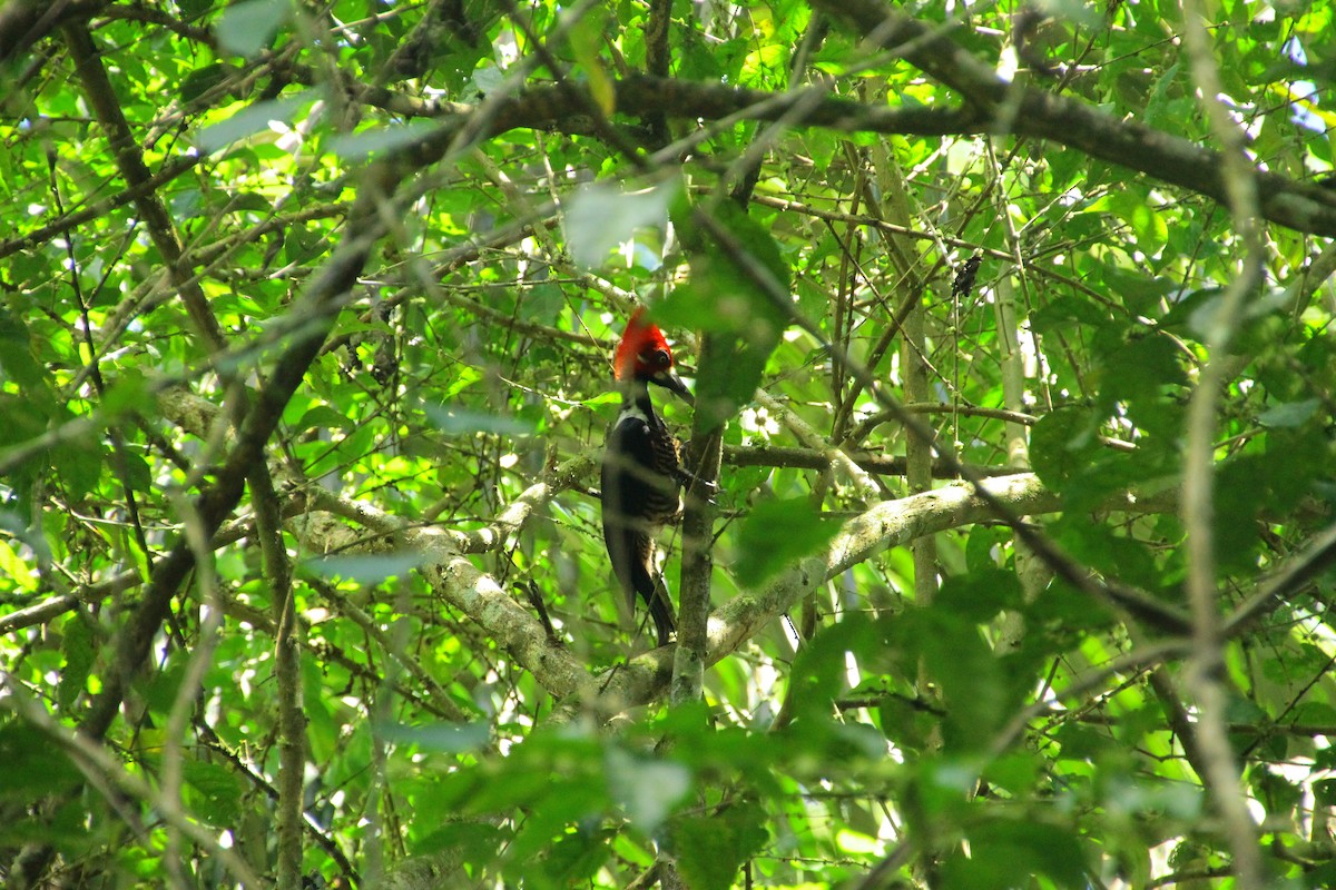 Pic de Malherbe - ML645267745