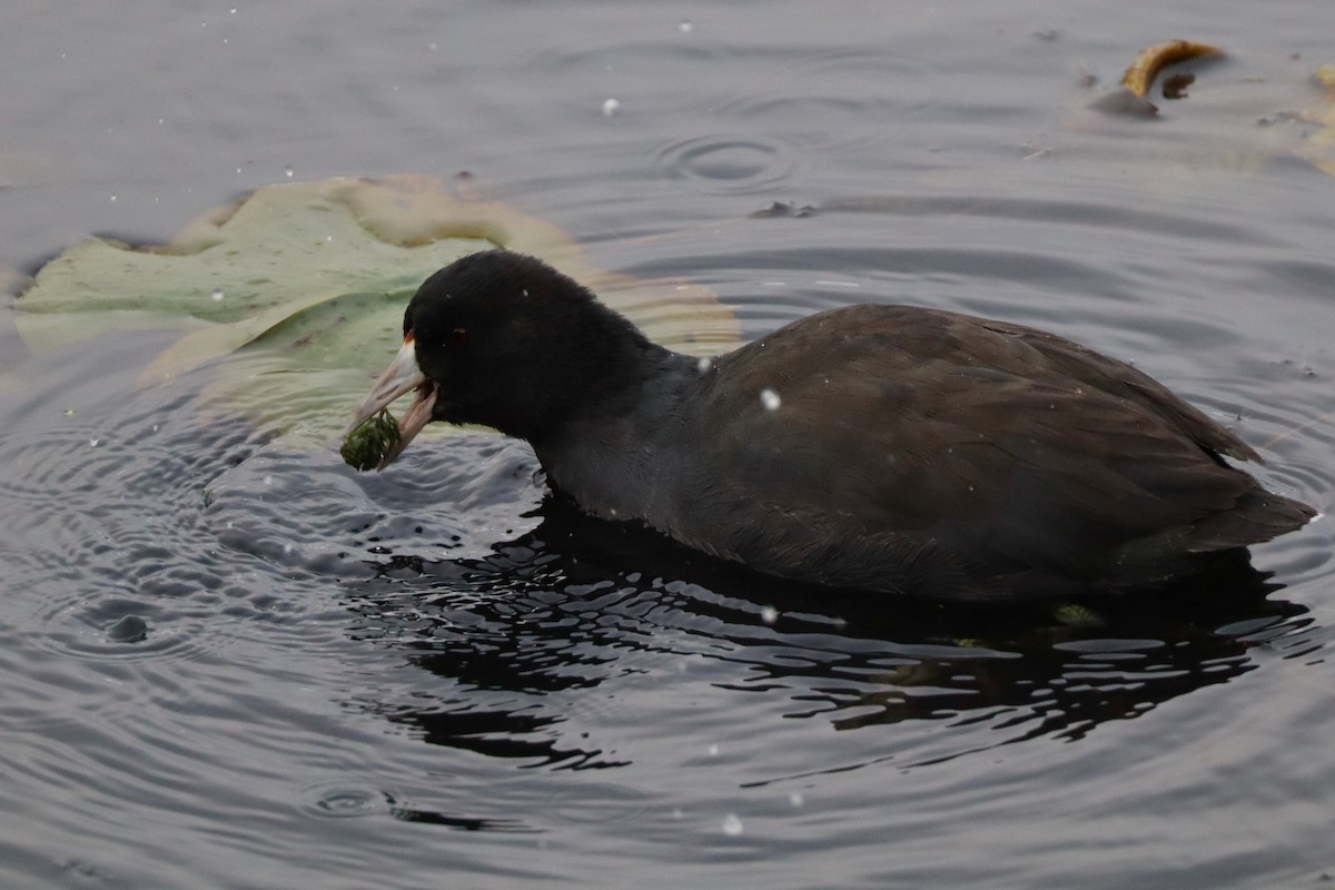 Foulque d'Amérique (forme à cachet rouge) - ML645267746
