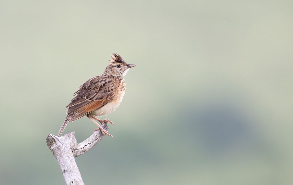 Alouette à nuque rousse - ML645267747