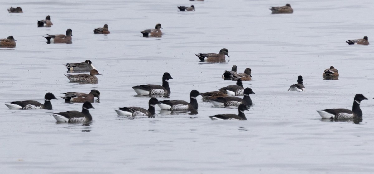 Bernache cravant - ML645267748