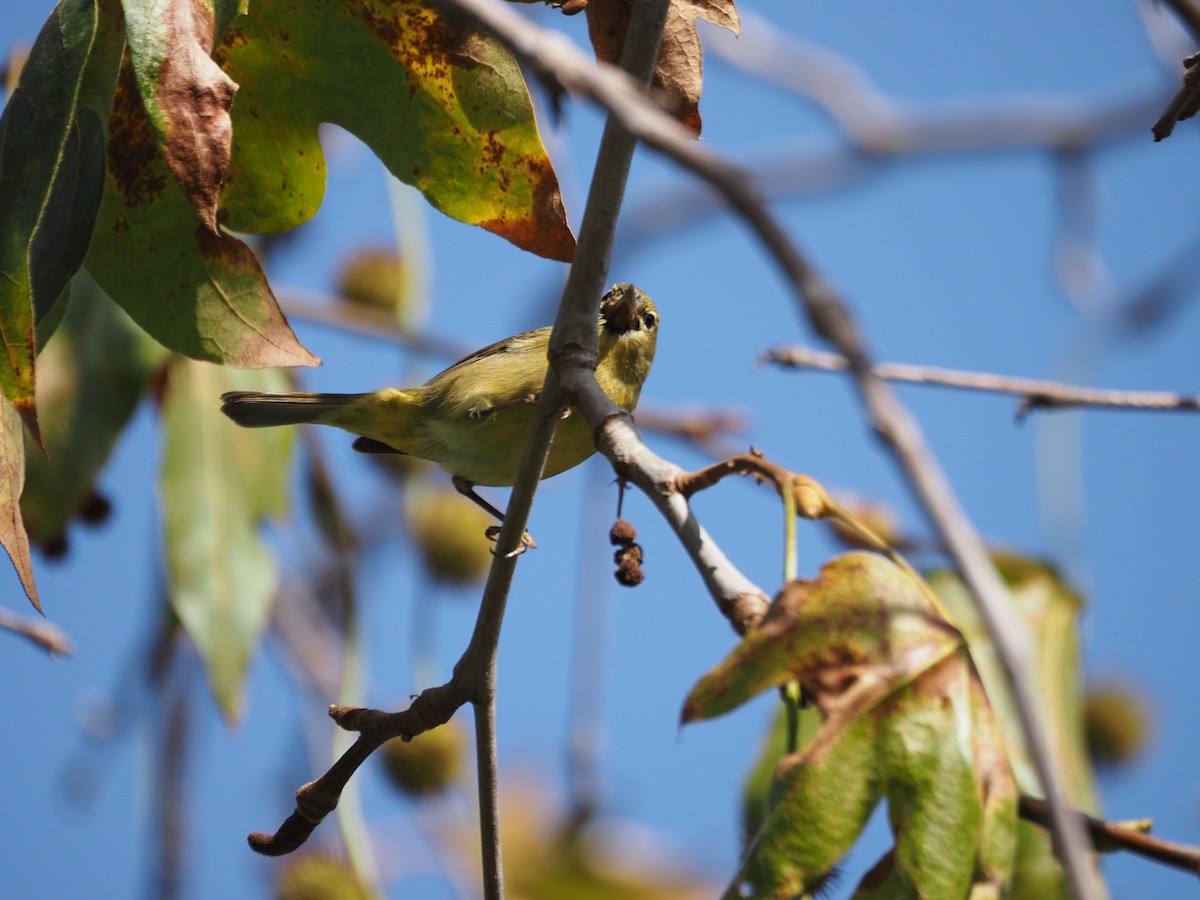 Paruline verdâtre - ML645267750