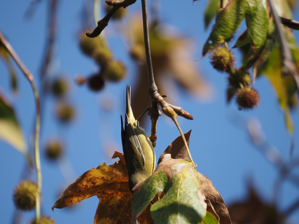 Paruline verdâtre - ML645267751
