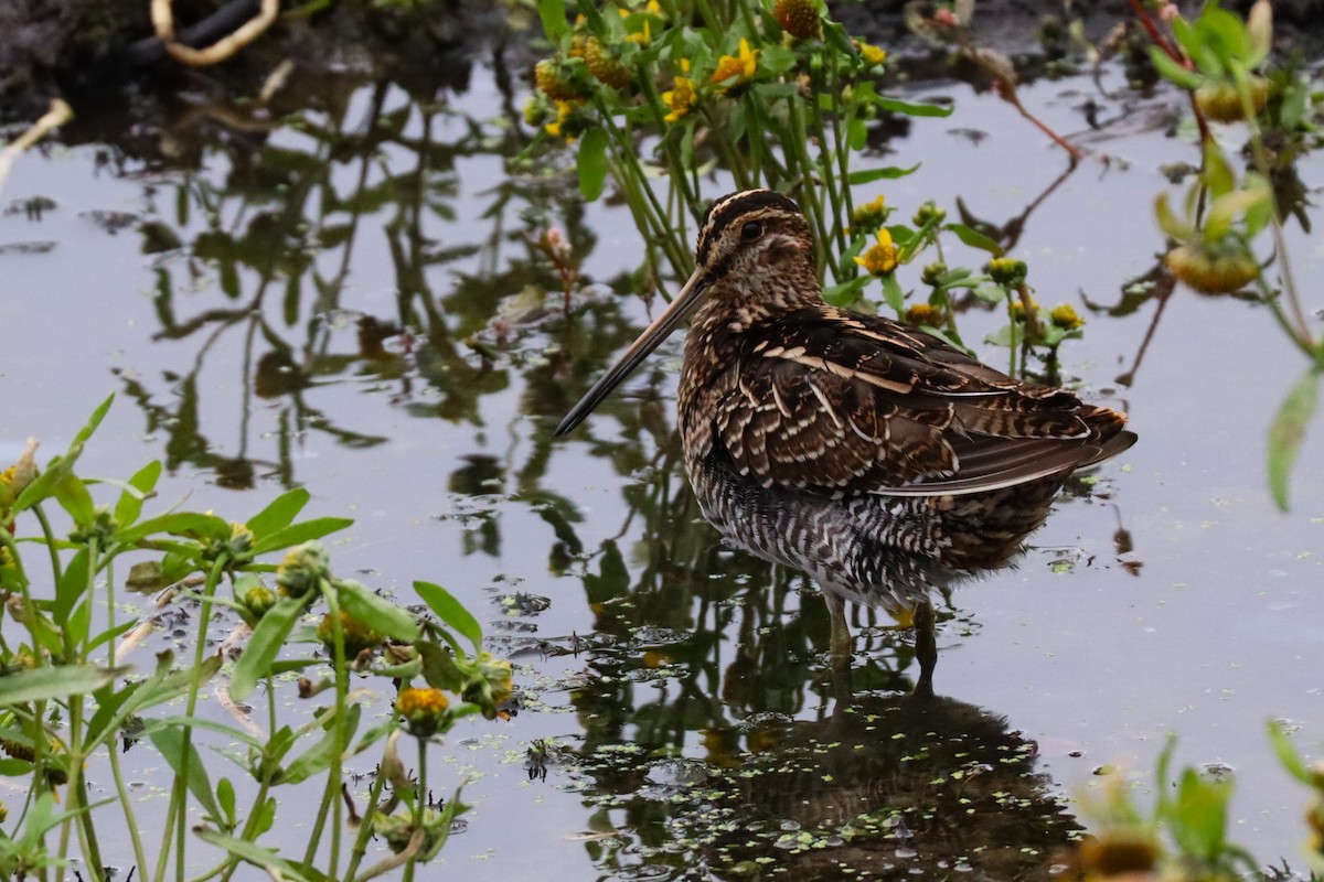 Bécassine de Wilson - ML645267752