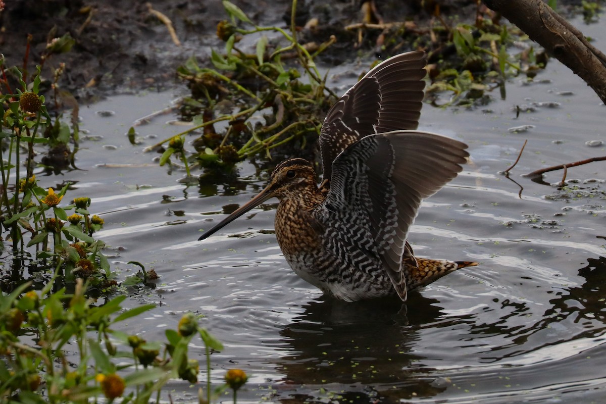 Bécassine de Wilson - ML645267753