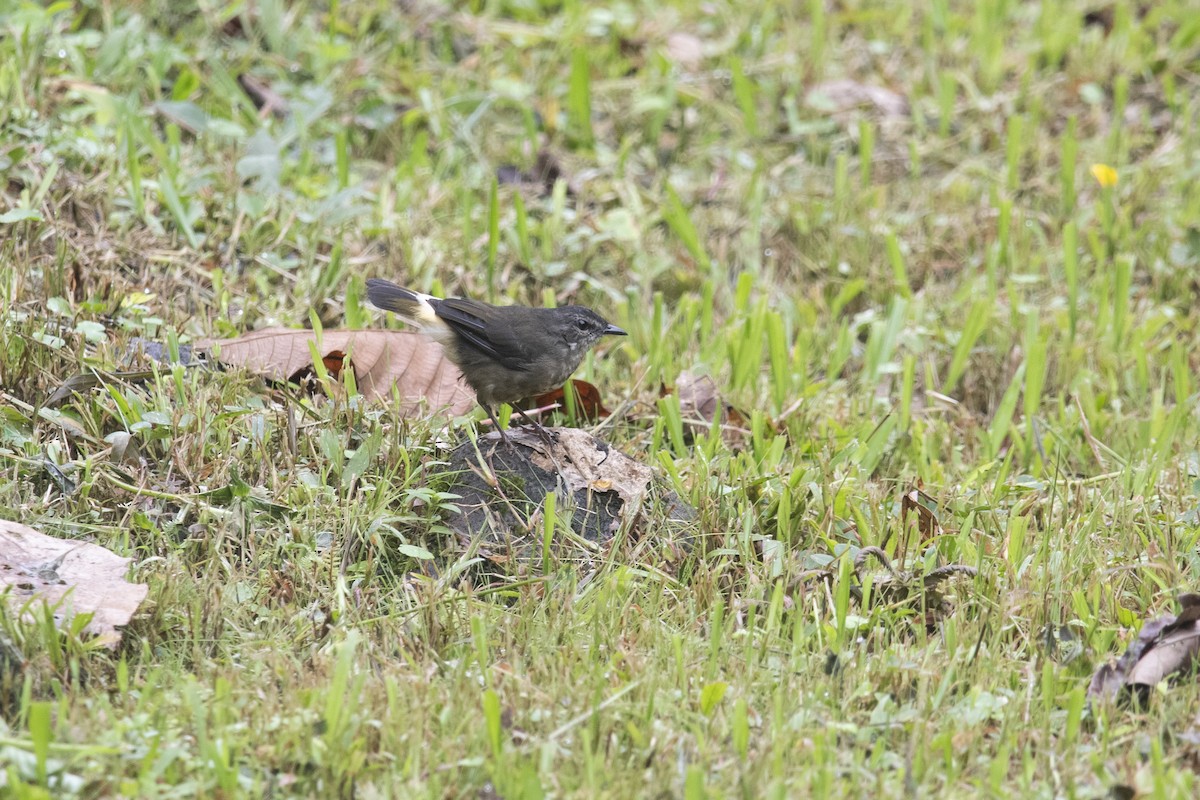 Paruline à croupion fauve - ML645267754