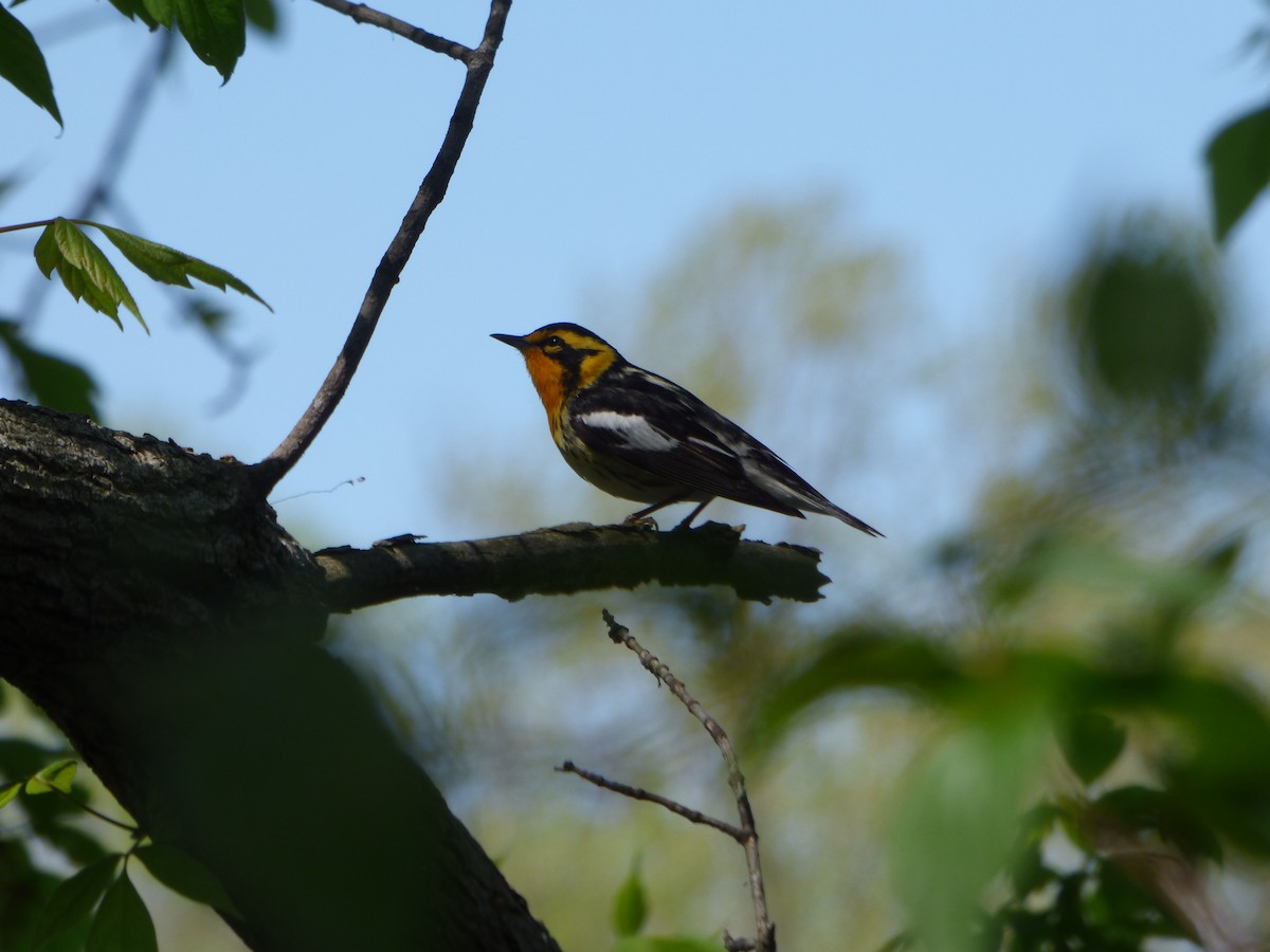 Paruline à gorge orangée - ML645267755