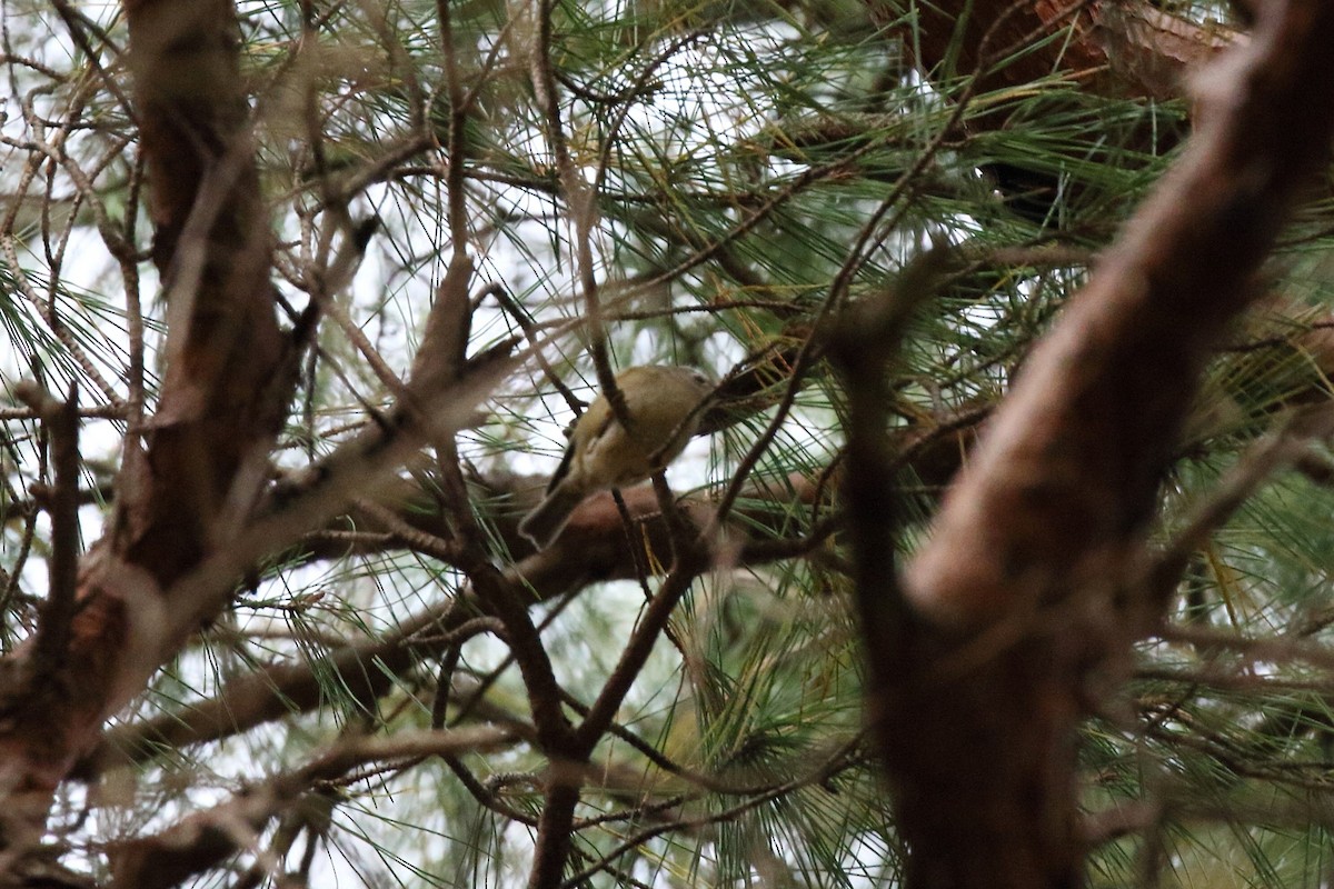 Roitelet huppé - ML645267756