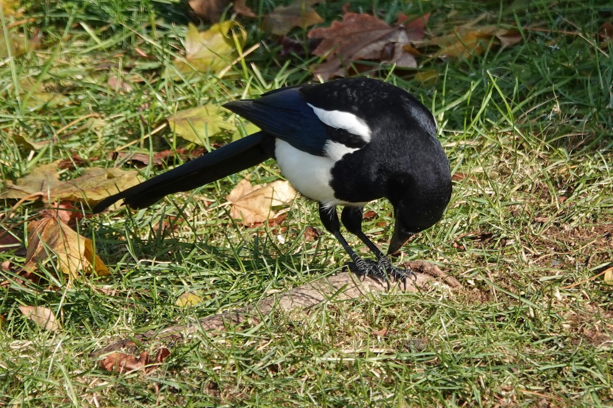 straka americká - ML645267757