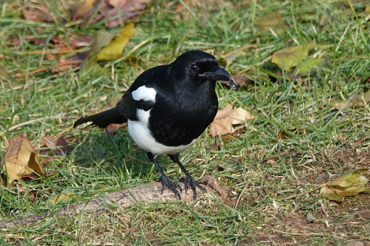 straka americká - ML645267758