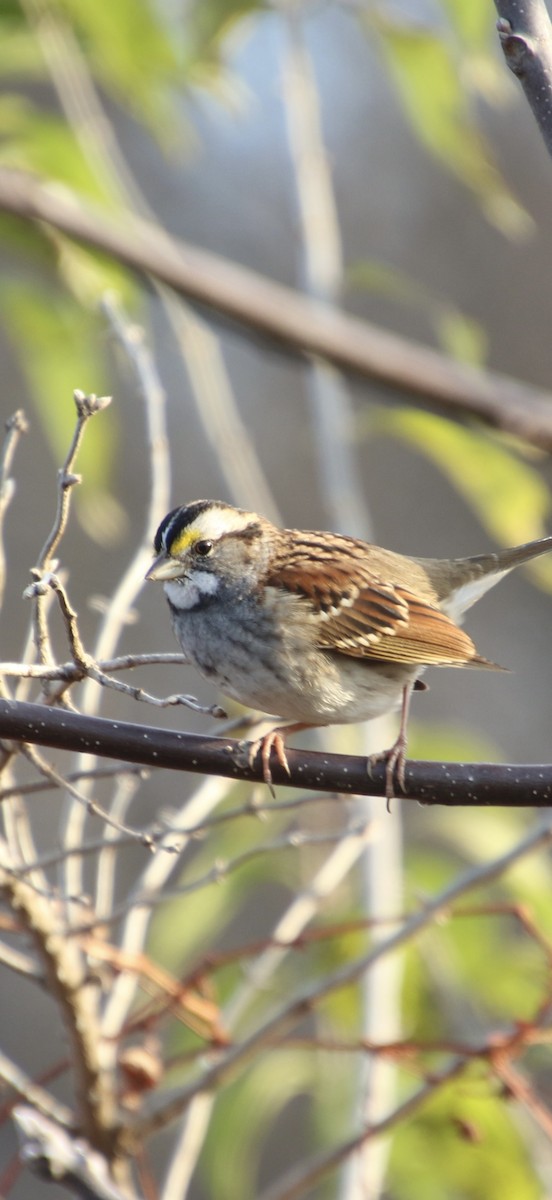 Bruant à gorge blanche - ML645267759