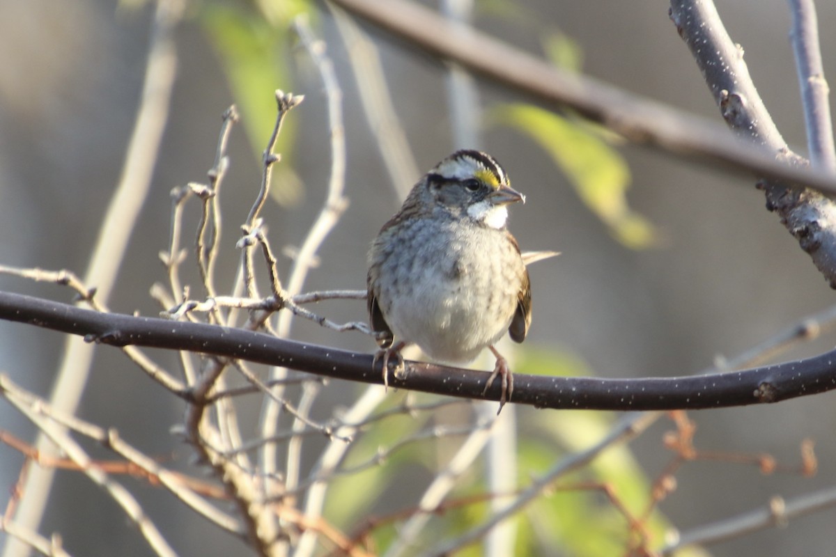 Bruant à gorge blanche - ML645267760
