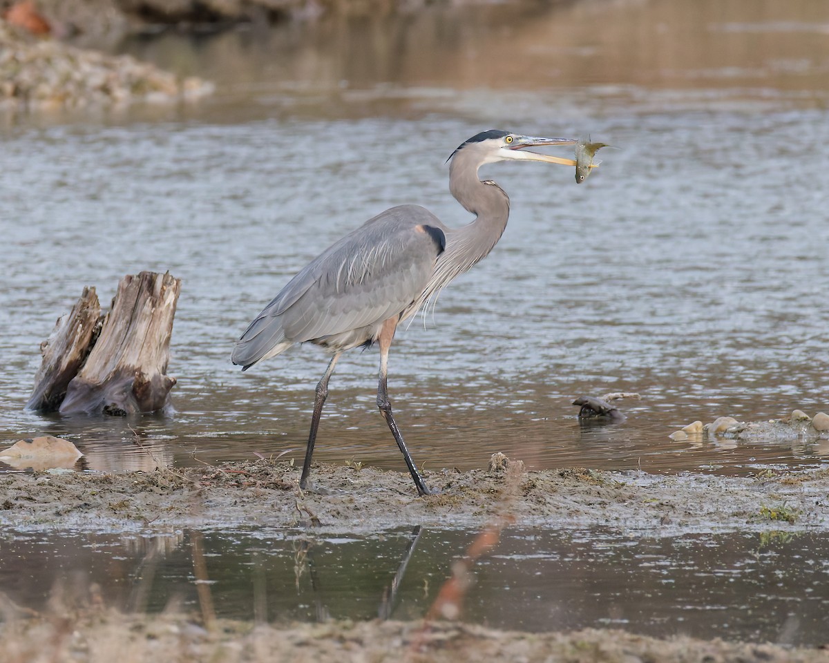 Grand Héron - ML645267762