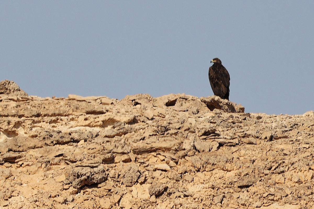 Aigle des steppes - ML645267763