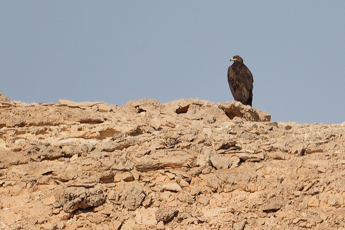 Aigle des steppes - ML645267764