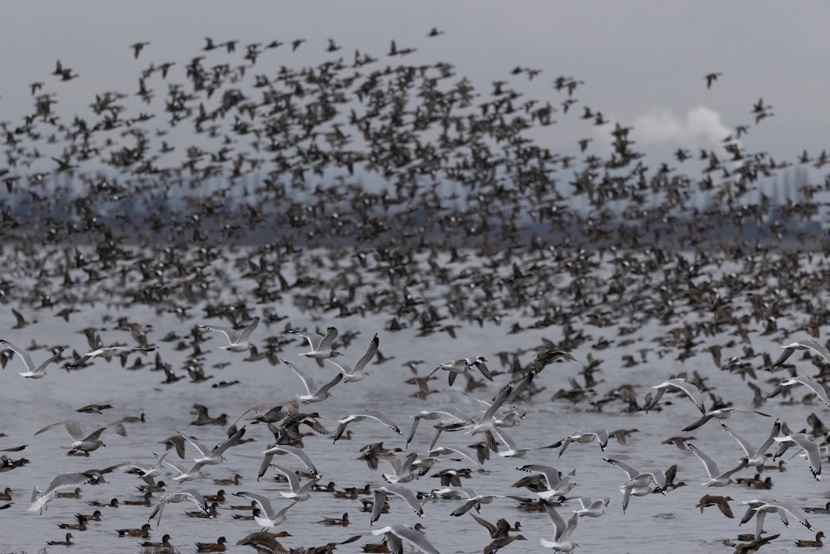 American Wigeon - ML645267766