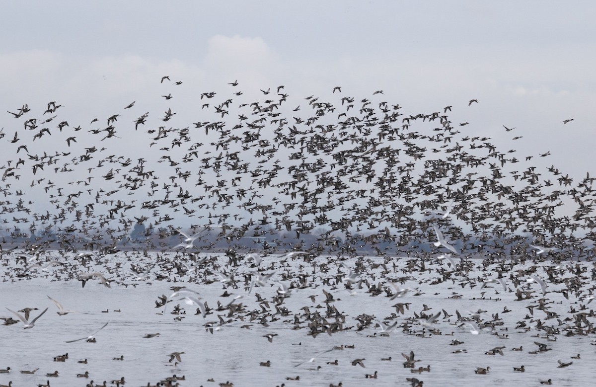 American Wigeon - ML645267767