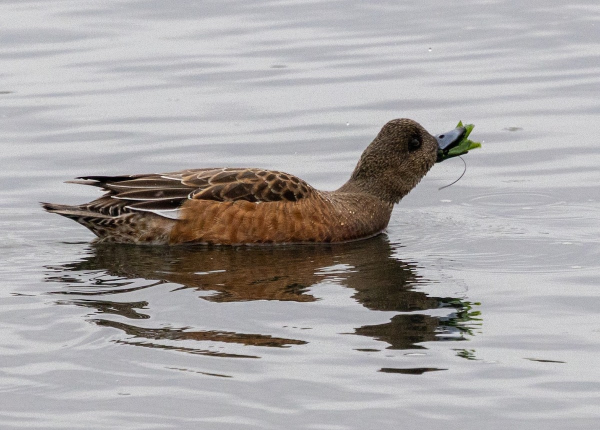 American Wigeon - ML645267768