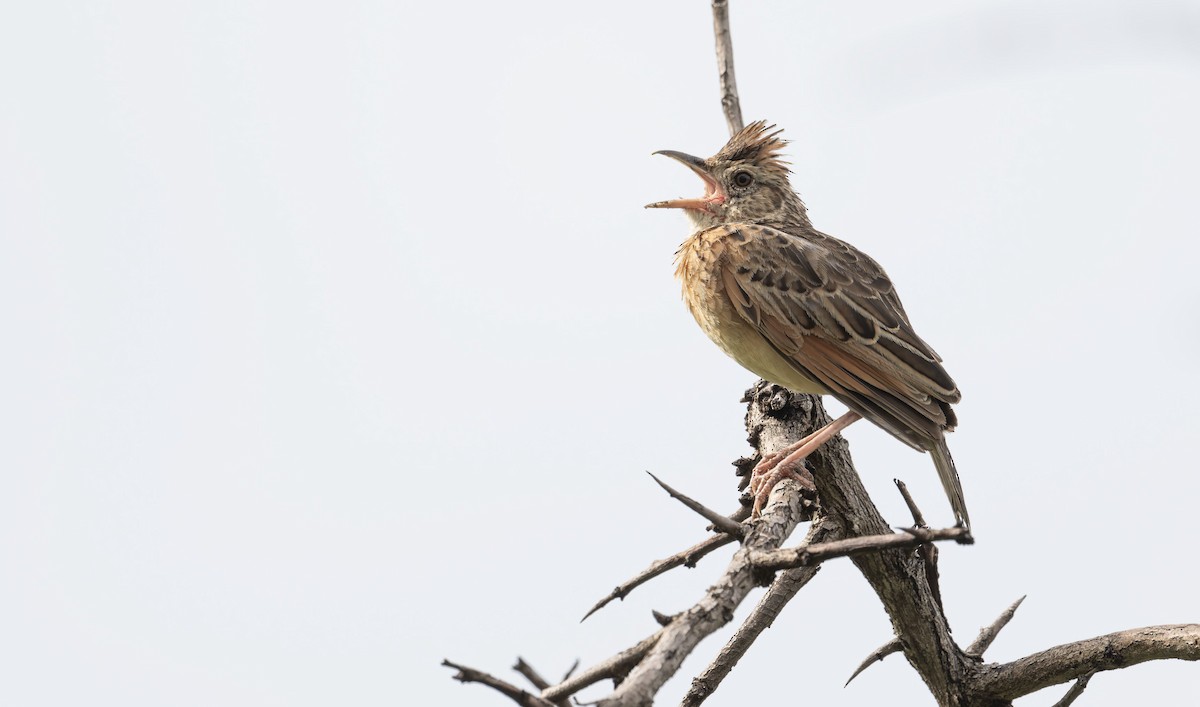 Rufous-naped Lark - ML645267776