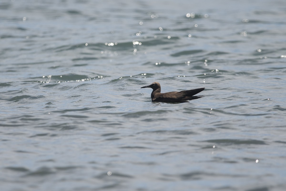 Brown Noddy - ML645267777