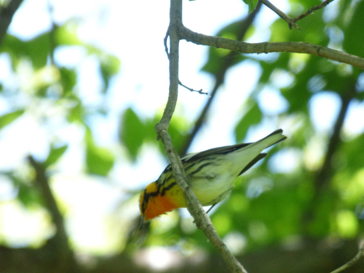 Blackburnian Warbler - ML645267779