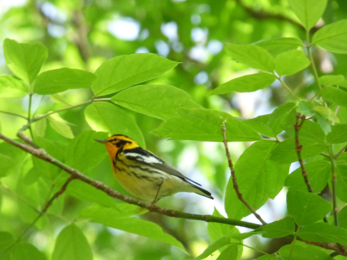 Blackburnian Warbler - ML645267780