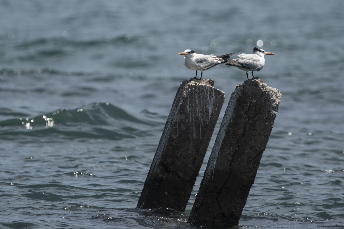 Royal Tern - ML645267781