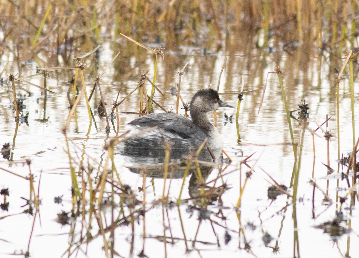 Grèbe à cou noir - ML645267791