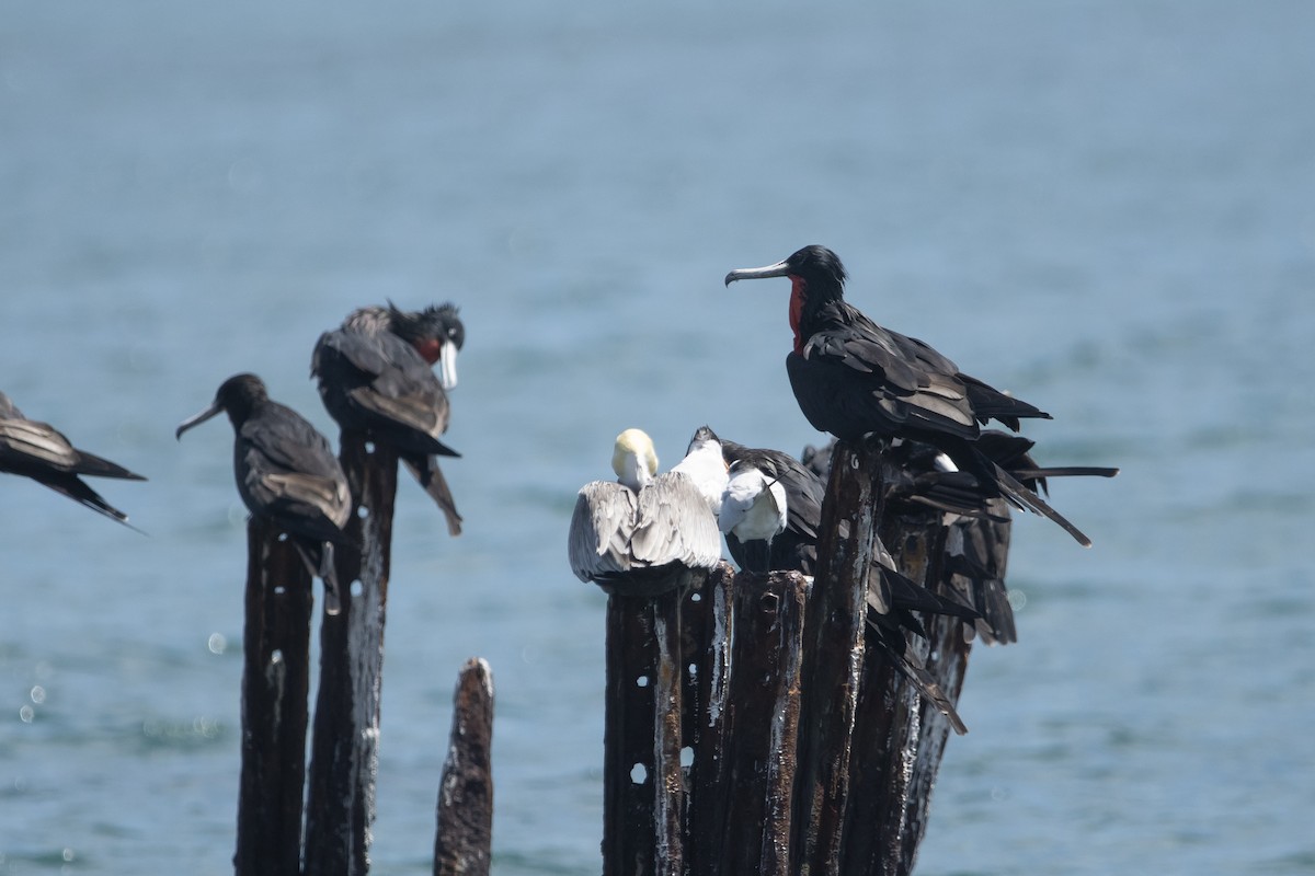 Magnificent Frigatebird - ML645267793