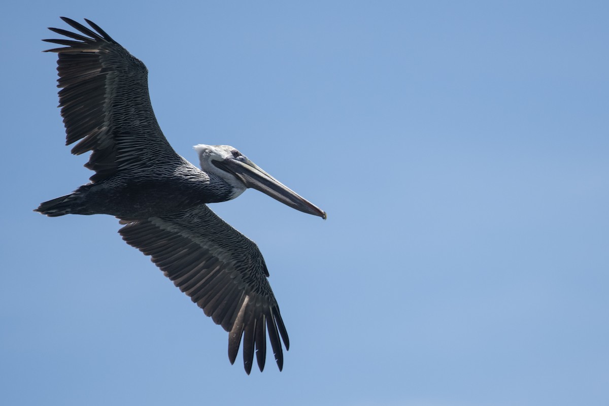 Brown Pelican - ML645267799