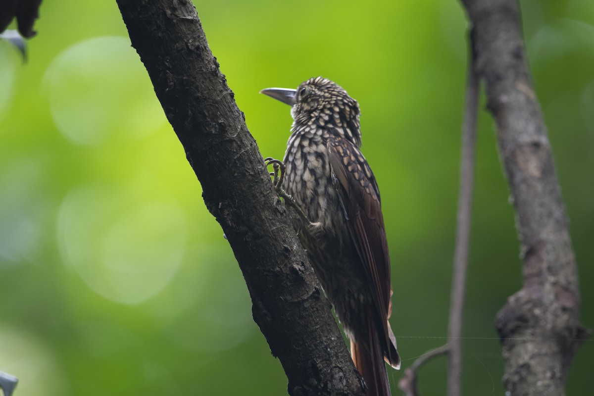 Black-striped Woodcreeper - ML645267805
