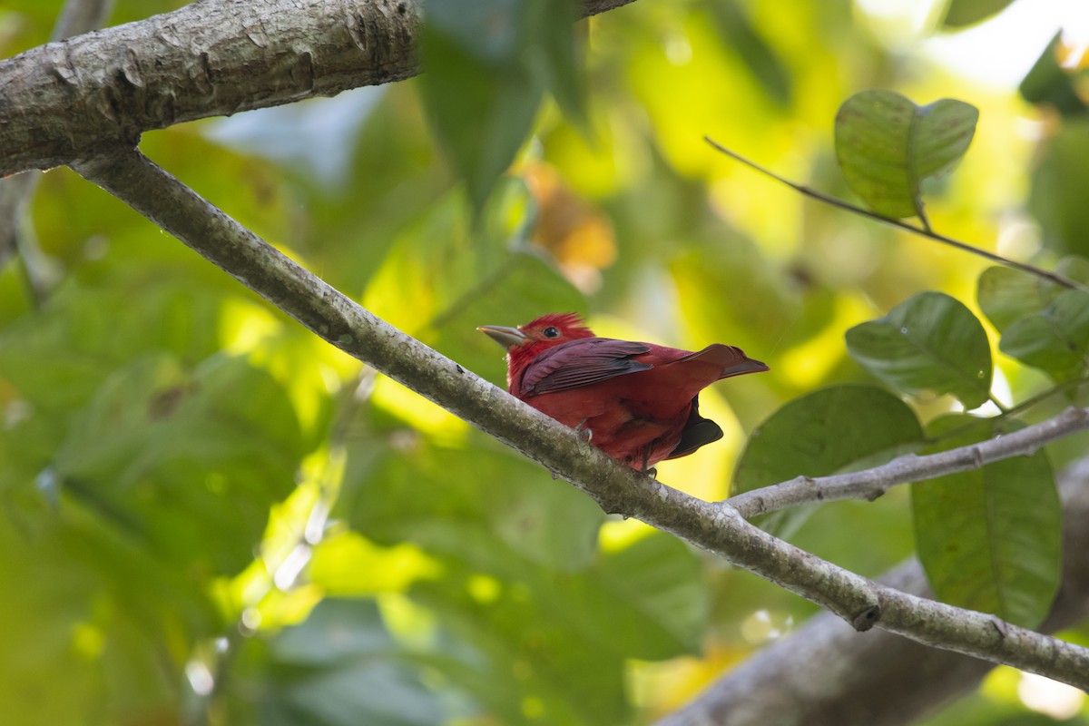 Summer Tanager - ML645267808