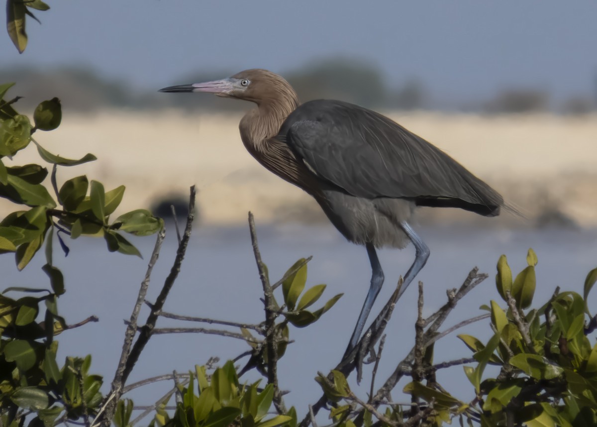 Reddish Egret - ML645267815