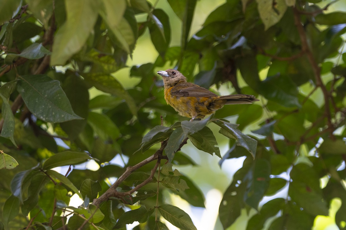 Scarlet-rumped Tanager - ML645267822