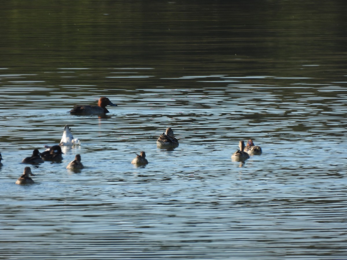 Redhead - ML645267835