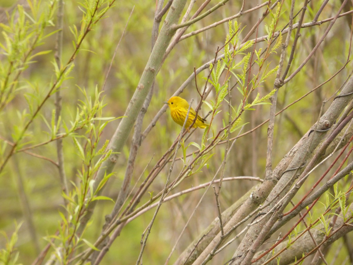 Northern Yellow Warbler - ML645267836