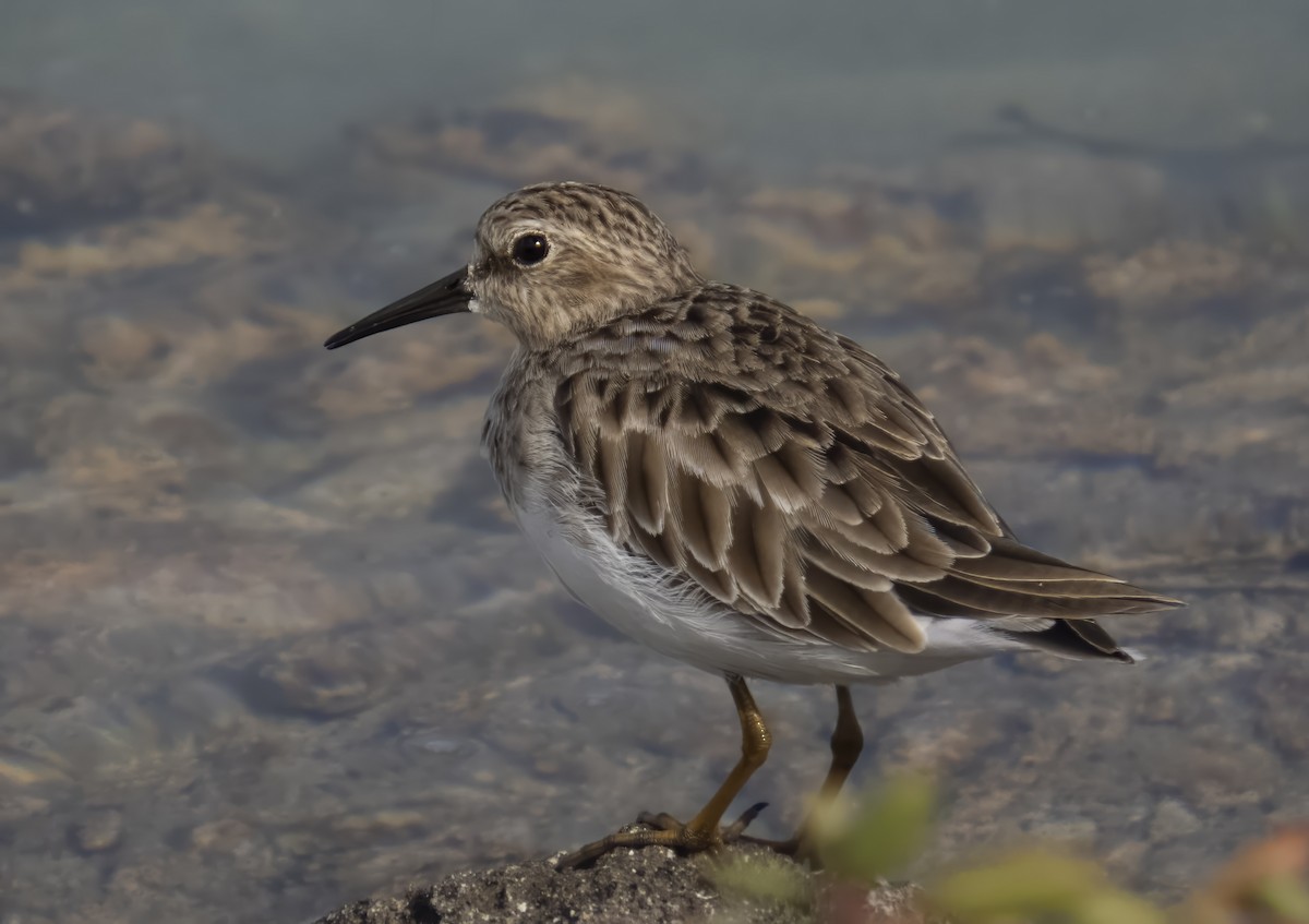 Least Sandpiper - ML645267837