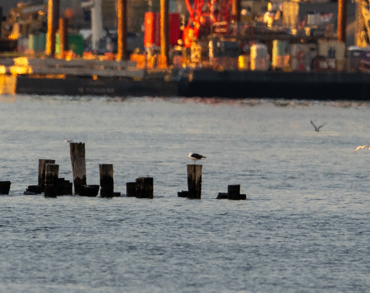 Great Black-backed Gull - ML645267859