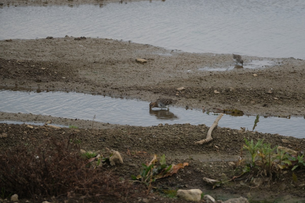 bekasina severoamerická - ML645267879