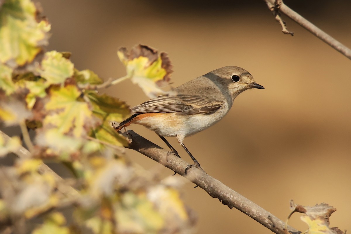 Common Redstart - ML645267880