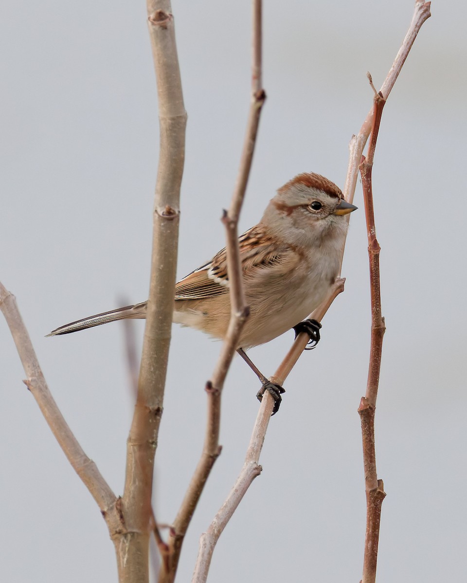 American Tree Sparrow - ML645267885