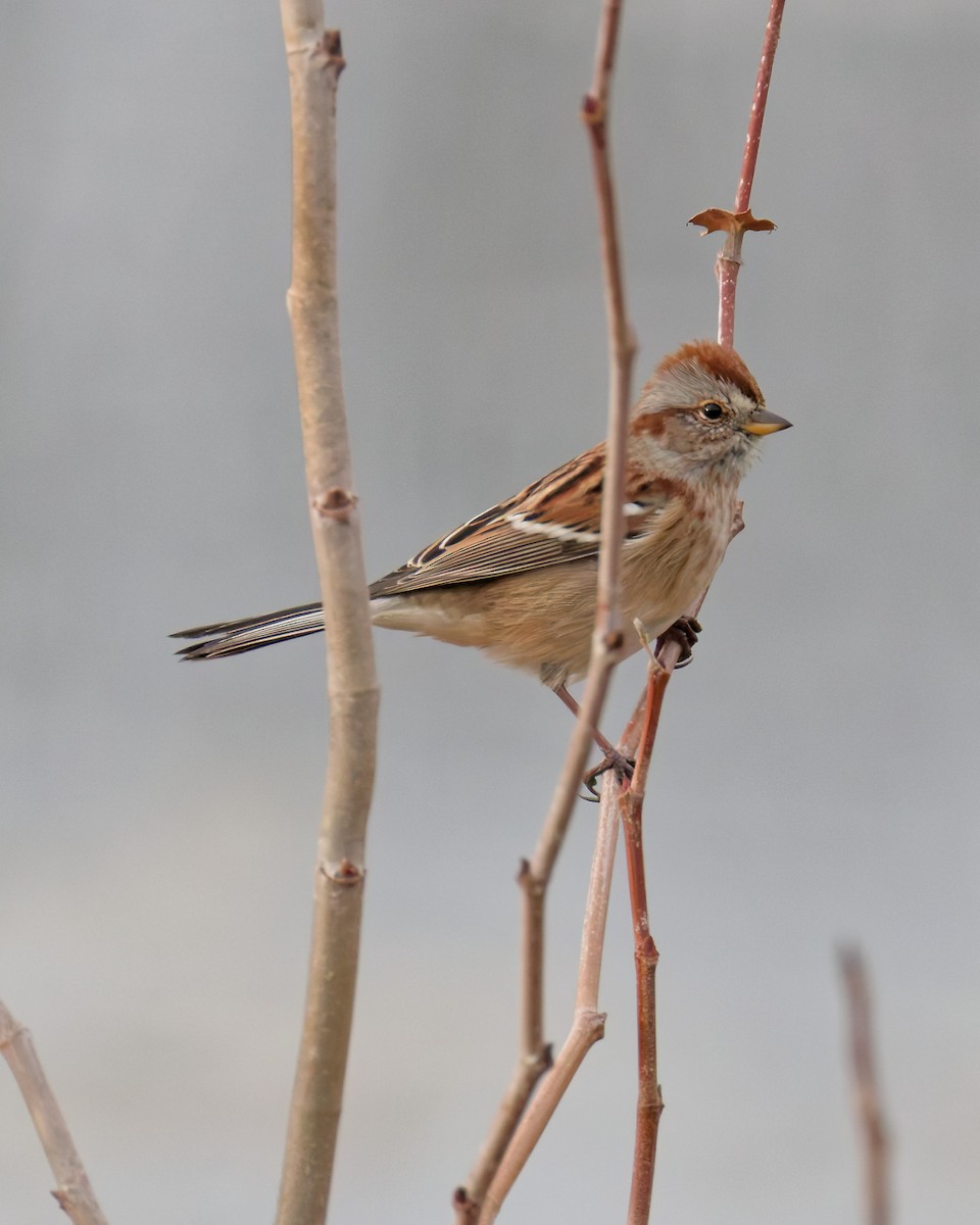 American Tree Sparrow - ML645267886